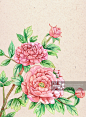 水彩牡丹花卉古风元素材重阳国庆中秋节图片素材