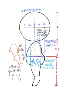 白折郡采集到Q版人体结构