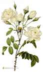 外国大师手绘白玫瑰插图