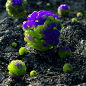 Pinterest