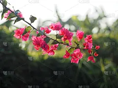 木兰花学名九重葛纸花红花上模糊了大自然的背景