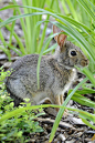 兔形目·古兔亚科·棉尾兔属：棉尾兔