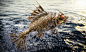 GoldFish : - The first image from the series of works telling about wild Animalsand the wealth that we can lose.- - Life on Earth can be changed forever, and not for the betterfor organics. 