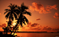 夕阳下的椰子树的搜索结果_360图片搜索
