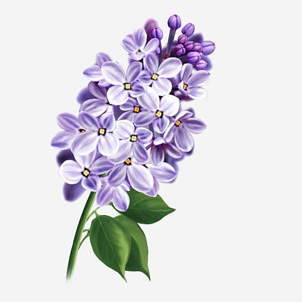 手绘唯美紫丁香植物插画png免抠素材_新...