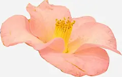 粉色茶花 茶花 贺卡装饰物 元素 免抠png 设计图片 免费下载 页面网页 平面电商 创意素材