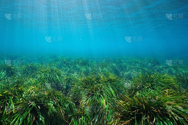 长满草的海床地中海波西多尼亚大洋洲