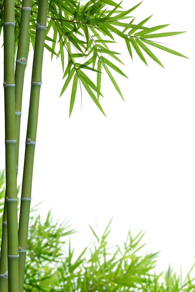 新竹竹子素材