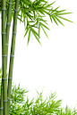 竹子 png素材 免扣植物