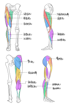 1145采集到肌肉结构