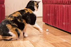 三色猫。猫在玩球。