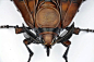 法国画家*爱德华·马蒂蒸汽时代 手工昆虫设计