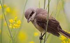 春季之美：鸟语花香宽屏壁纸(壁纸5)