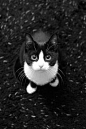 Feline | Cat | Hiding | Whiskers | Cat Eyes | Old Wood | Black & White | Kitty | Animal