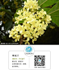 桂花 （学名：Osmanthus fragrans，英文昵称“Sweet Tea Olive”）
木樨科木樨属常绿灌木或小乔木。
#每日一花# 