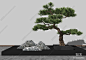 新中式景观小品泰山石松树SU模型下载【ID:554443960】