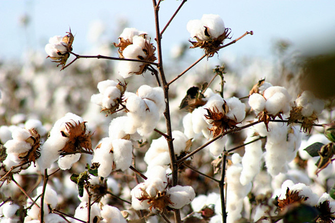 Algodao - Cotton - C...