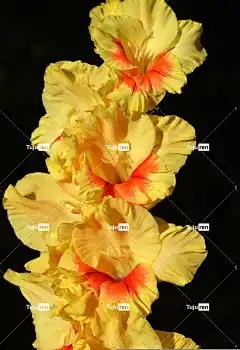 唐菖蒲 Gladidus 蝴蝶温室 美丽的花朵 花壁纸 剑花 开花