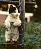 Kitty