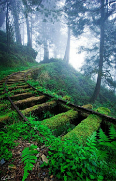 人生能否重来采集到花 风景