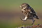 50 Examples of Animal Photography – Fubiz™