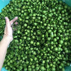 新鲜成熟的黑檀木果实为泰国本土丝绸或织物染色