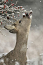 Deer Looking For Berries in winter*****Follow our unique garden themed boards at www.pinterest.com/earthwormtec *****Follow us on www.facebook.com/earthwormtec for great organic gardening tips