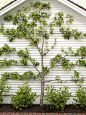 Learn how to espalier fruit trees.