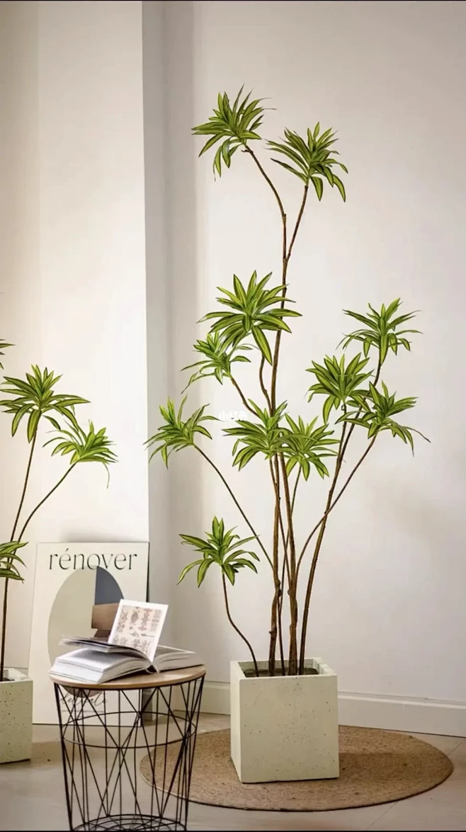 百合竹养护小技巧-花瓣网