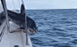 鲨鱼跳上渔船被卡一幕_资讯频道_凤凰网
