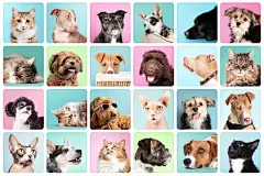 点击来源直接获取大图文件 |Cat and dog portrait collection with color backgrounds. Cute set of pet head shots. Labradoodle, Boxer, Poodle, Morkie, Shichon, Pitbull, Harrier and Cattle Dog. Sphynx, calico, tabby and tuxedo cat.