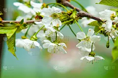 苹果的花