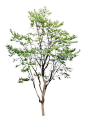 Arbol (zipCompressed File)