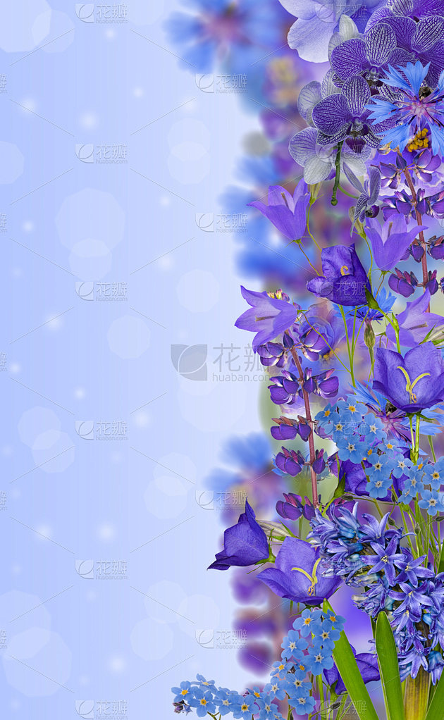 从蓝色花带