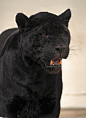 Beautiful black jaguar Found on www.flickr.com via Tumblr