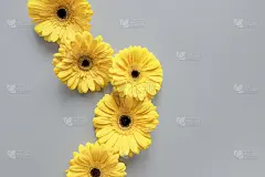 展示2021年流行的颜色-灰色和黄色。美丽的非洲菊花在灰色背景与复制空间