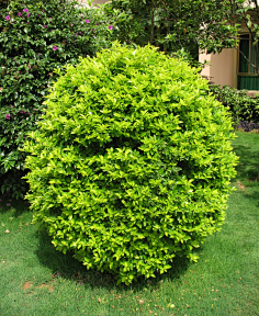 严老师(植栽设计)采集到植物品种