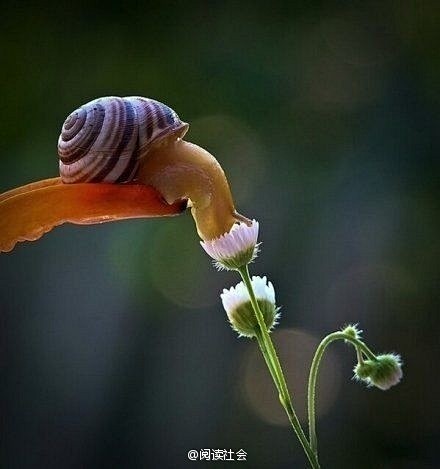 蜗牛