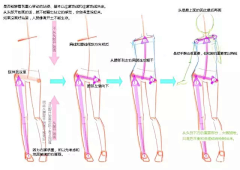 雅贤YY采集到【绘画-人体结构】肌肉