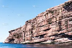 一群塘鹅栖息在伯纳旺蒂尔岛悬崖边，加拿大魁北克省加斯比地区