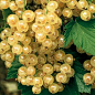 鹅莓Witte Parel多年生耐寒花灌木果树阳台盆栽水果小浆果树苗-淘宝网