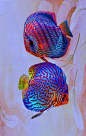 Discus Fish - ©Roberto Cortes (via FineArtAmerica)