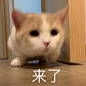 今日份表情包合集，冲鸭！ ​​​​
