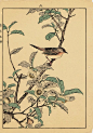 Japanese Antique Original Woodcut Print Imao Keinen "Tea flowersGrassbirds"