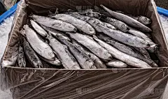 有机鲜鱼的生产。一个带塑料袋的纸盒。特写镜头。小的小人物。