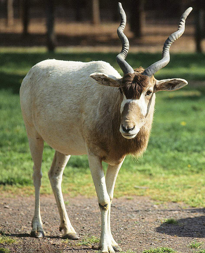 即旋角羚曲角羚