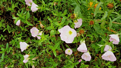 蟹猪老板采集到美丽乡村