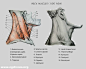 【参考素材|雕塑及人体结构素材】_建模必备的人体结构参考图-头部、嘴巴、耳朵、鼻子、眼睛肌肉与骨骼结构 -