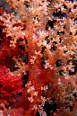 Branching sea coral: 