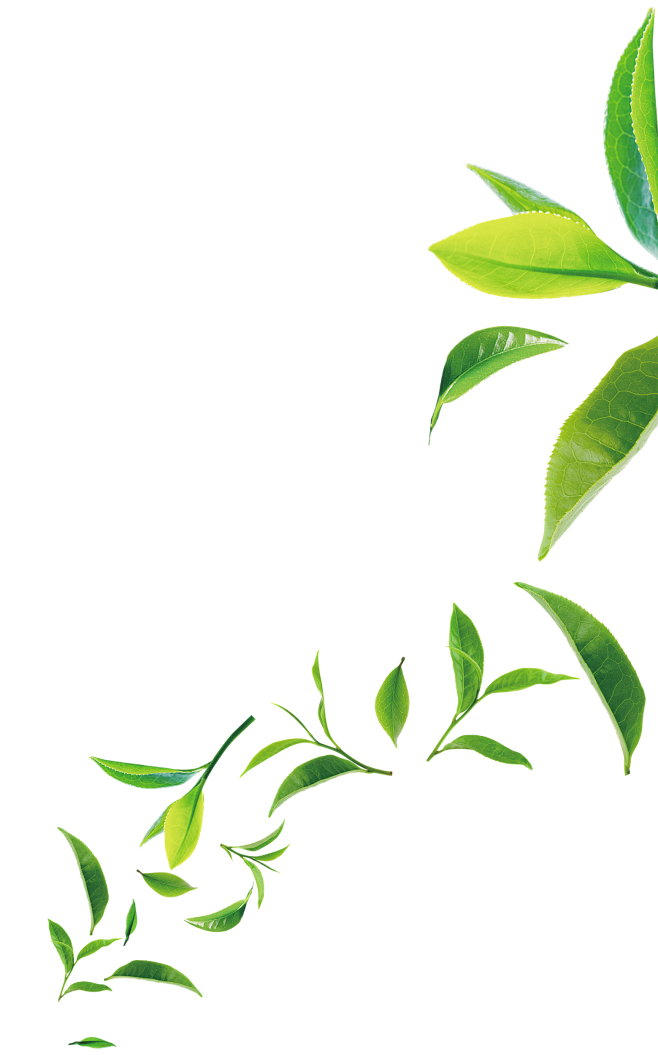 茶叶4